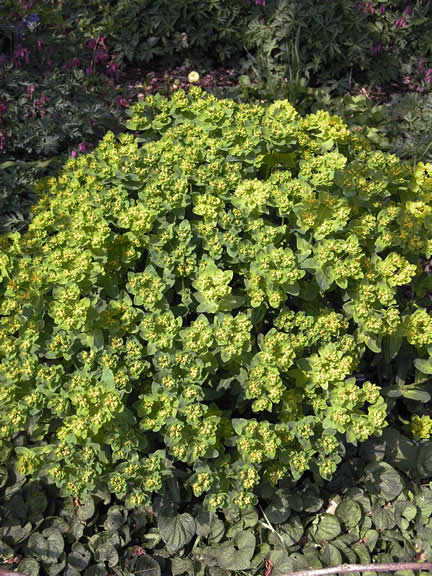Euphorbia pillosa Major wk (1).jpg
